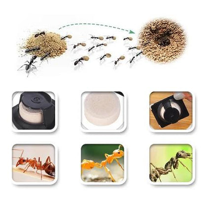 【SKIT SG】Japan original Earth-Chem Ant Catch Room Trap Killer Non-toxic Safe Odourless